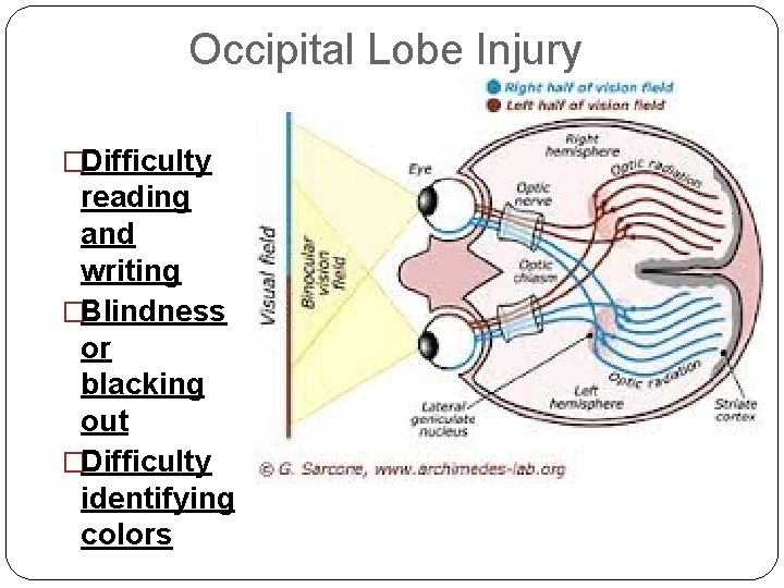 Occipital Lobe Injury �Difficulty reading and writing �Blindness or blacking out �Difficulty identifying colors Occipital Lobe Injury �Difficulty reading and writing �Blindness or blacking out �Difficulty identifying colors