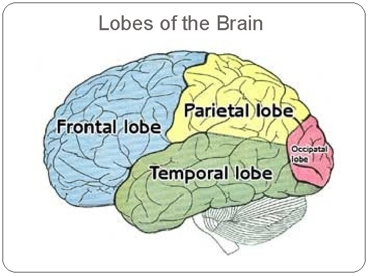 Lobes of the Brain Lobes of the Brain
