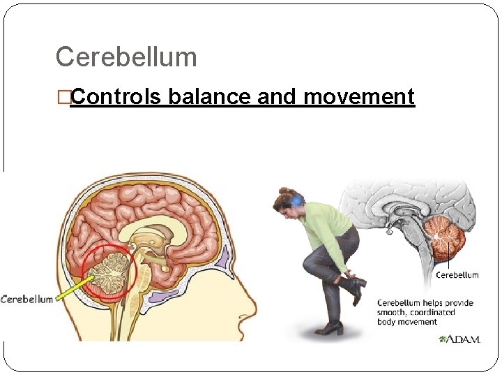 Cerebellum �Controls balance and movement Cerebellum �Controls balance and movement