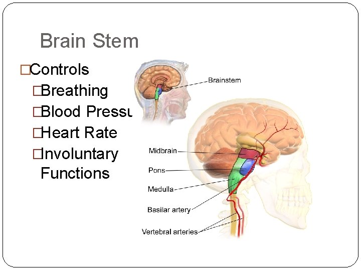 Brain Stem �Controls �Breathing �Blood Pressure �Heart Rate �Involuntary Functions Brain Stem �Controls �Breathing �Blood Pressure �Heart Rate �Involuntary Functions