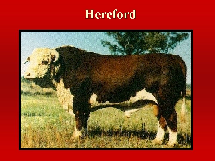 Hereford 