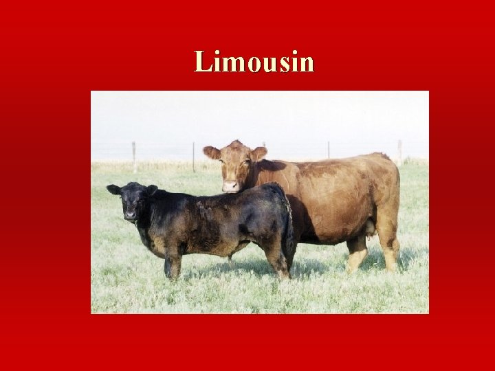 Limousin 