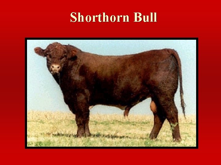 Shorthorn Bull 