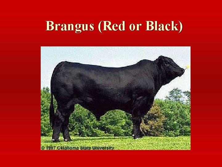 Brangus (Red or Black) 