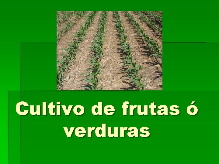 Cultivo de frutas ó verduras 
