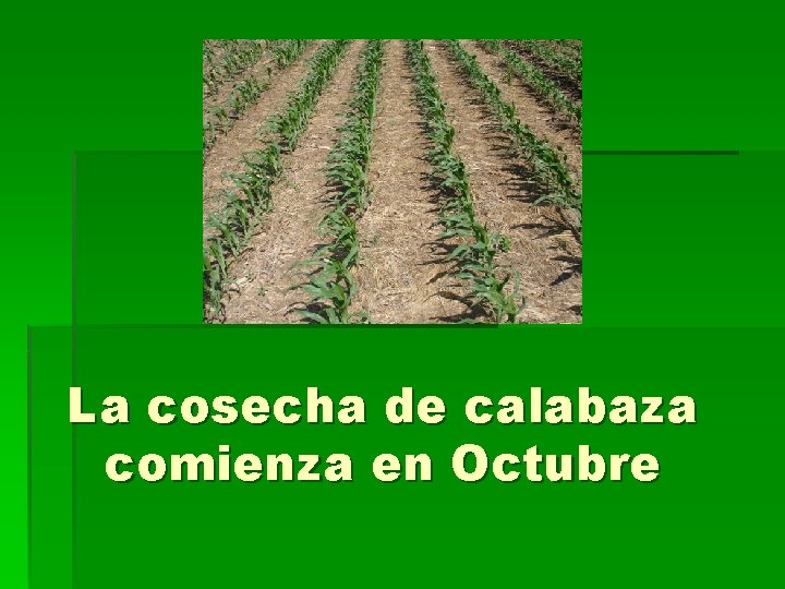 La cosecha de calabaza comienza en Octubre 