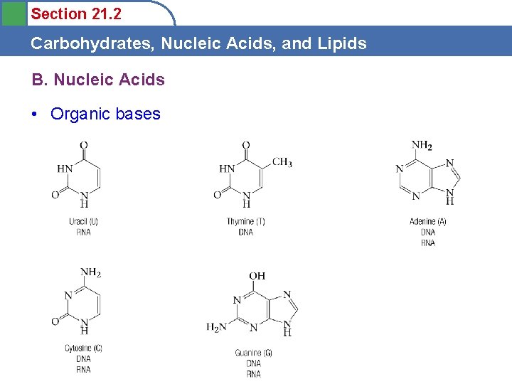 Section 21. 2 Carbohydrates, Nucleic Acids, and Lipids B. Nucleic Acids • Organic bases