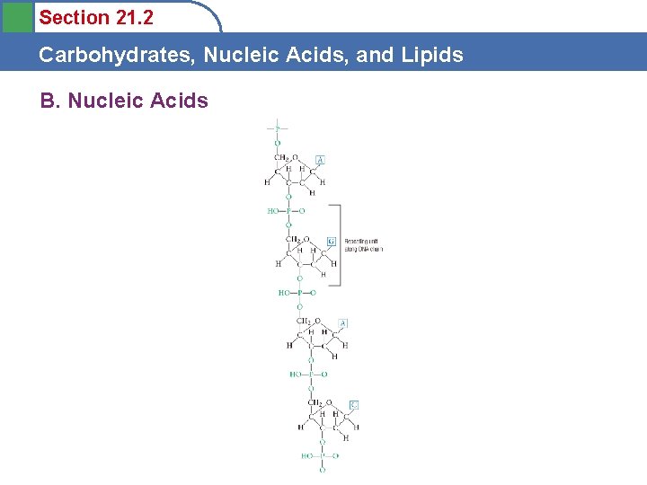 Section 21. 2 Carbohydrates, Nucleic Acids, and Lipids B. Nucleic Acids 