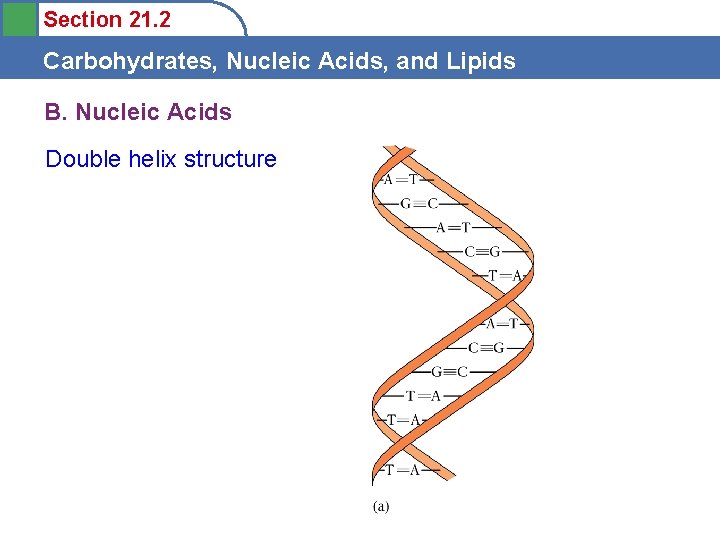 Section 21. 2 Carbohydrates, Nucleic Acids, and Lipids B. Nucleic Acids Double helix structure