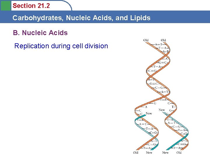 Section 21. 2 Carbohydrates, Nucleic Acids, and Lipids B. Nucleic Acids Replication during cell