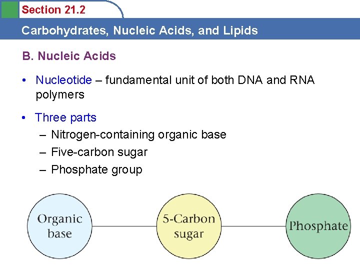 Section 21. 2 Carbohydrates, Nucleic Acids, and Lipids B. Nucleic Acids • Nucleotide –