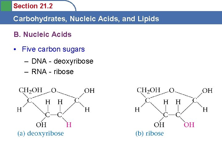 Section 21. 2 Carbohydrates, Nucleic Acids, and Lipids B. Nucleic Acids • Five carbon