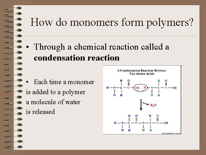 How do monomers form polymers? • Through a chemical reaction called a condensation reaction
