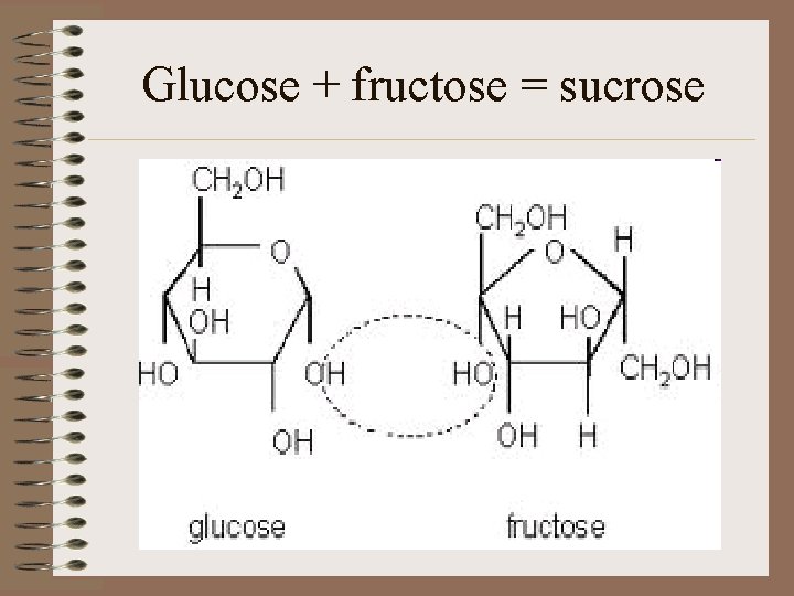 Glucose + fructose = sucrose 