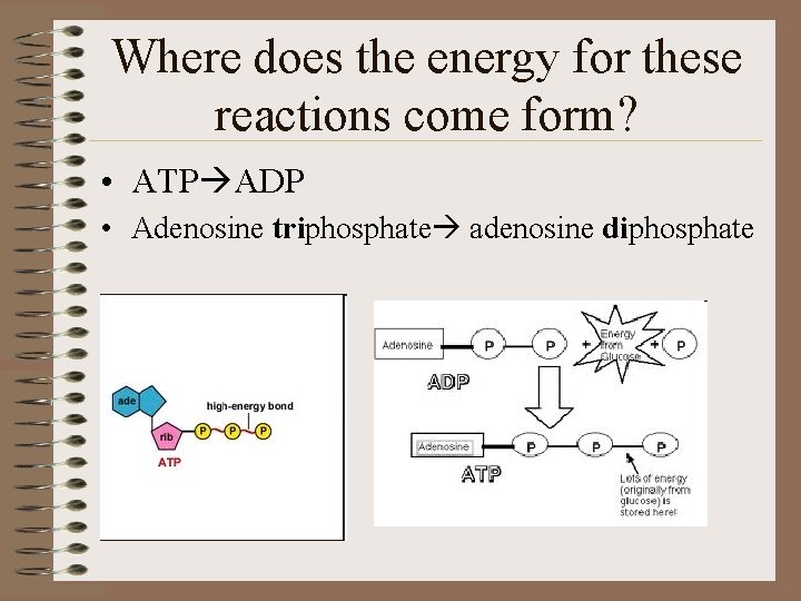 Where does the energy for these reactions come form? • ATP ADP • Adenosine
