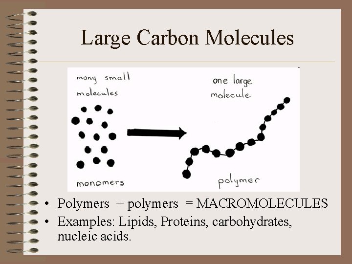 Large Carbon Molecules • Polymers + polymers = MACROMOLECULES • Examples: Lipids, Proteins, carbohydrates,