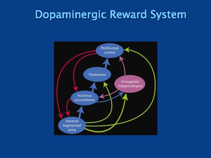 Dopaminergic Reward System 