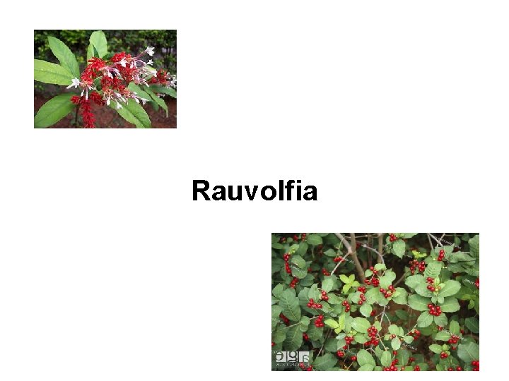 Rauvolfia 