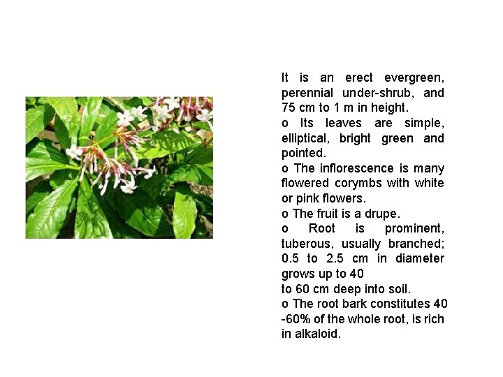It is an erect evergreen, perennial under-shrub, and 75 cm to 1 m in