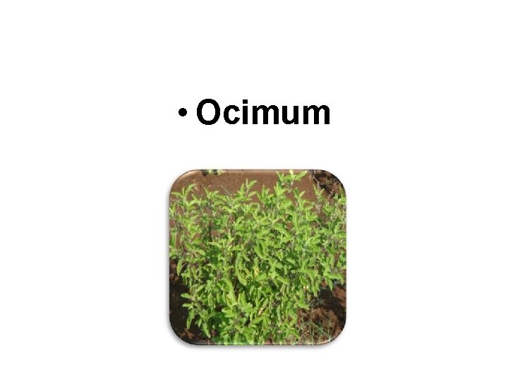  • Ocimum 