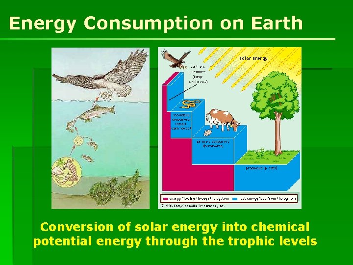 Energy Consumption on Earth Conversion of solar energy into chemical potential energy through the