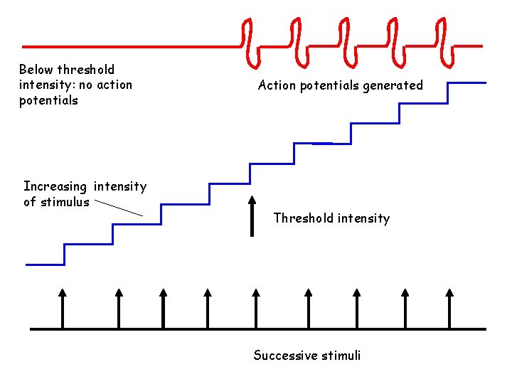 Below threshold intensity: no action potentials Increasing intensity of stimulus Action potentials generated Threshold