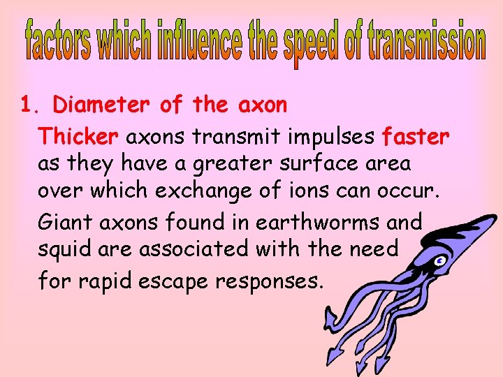 1. Diameter of the axon Thicker axons transmit impulses faster as they have a