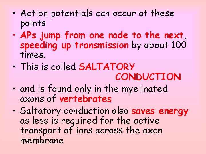  • Action potentials can occur at these points • APs jump from one