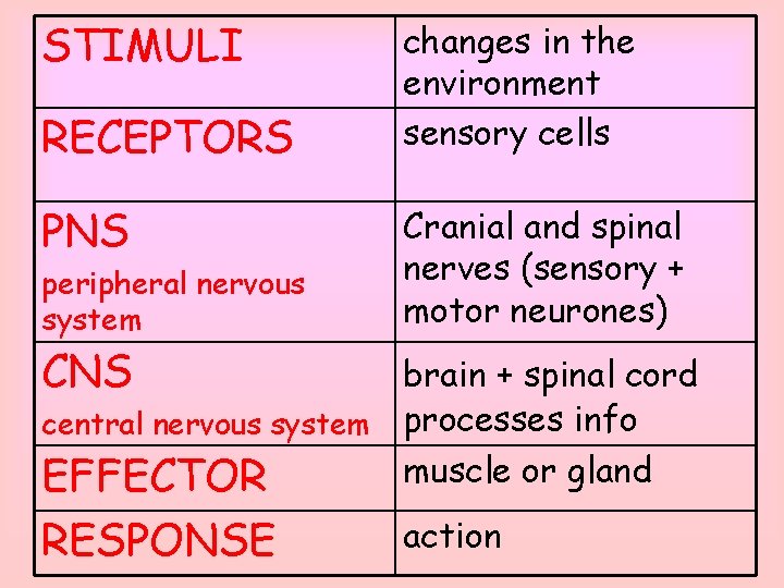 STIMULI RECEPTORS PNS peripheral nervous system changes in the environment sensory cells Cranial and