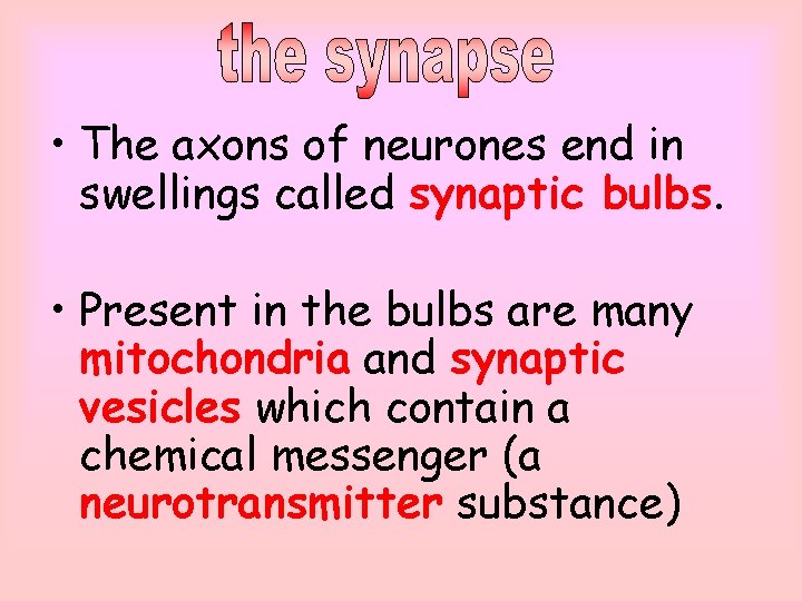  • The axons of neurones end in swellings called synaptic bulbs. • Present
