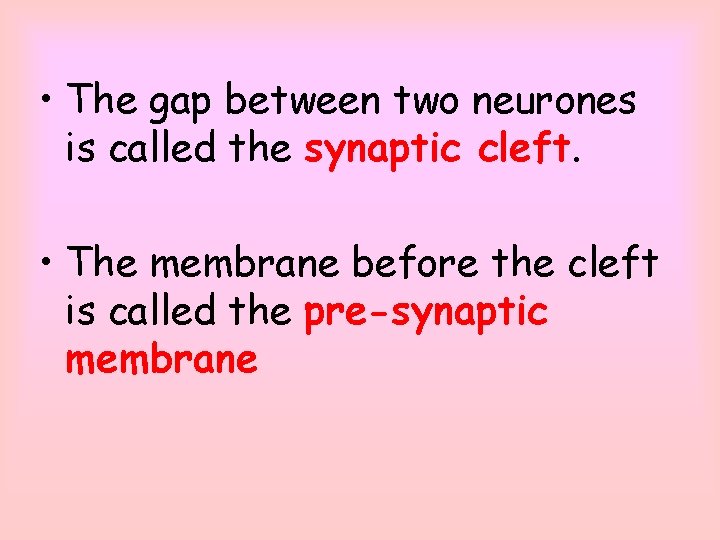  • The gap between two neurones is called the synaptic cleft. • The