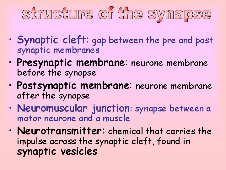  • Synaptic cleft: gap between the pre and post synaptic membranes • Presynaptic
