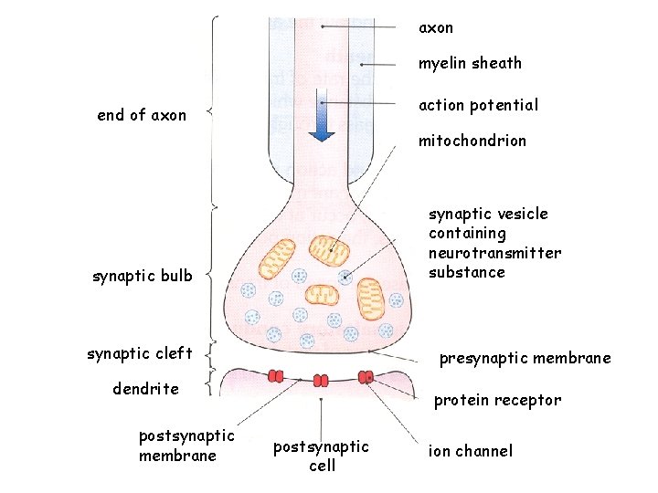 axon myelin sheath action potential end of axon mitochondrion synaptic vesicle containing neurotransmitter substance