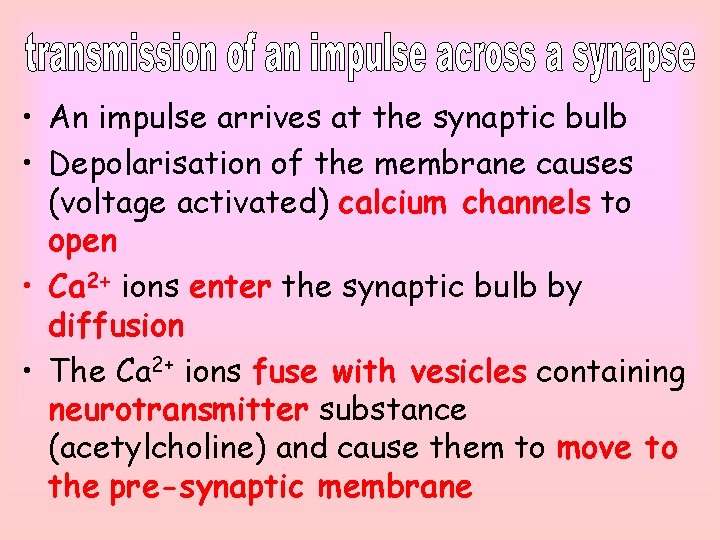  • An impulse arrives at the synaptic bulb • Depolarisation of the membrane