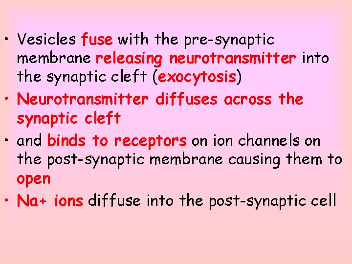  • Vesicles fuse with the pre-synaptic membrane releasing neurotransmitter into the synaptic cleft