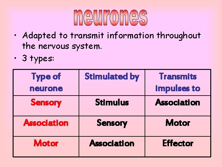  • Adapted to transmit information throughout the nervous system. • 3 types: Type