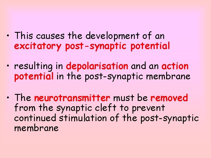  • This causes the development of an excitatory post-synaptic potential • resulting in