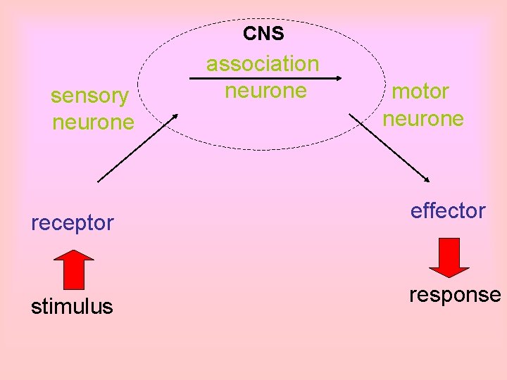 CNS sensory neurone receptor stimulus association neurone motor neurone effector response 
