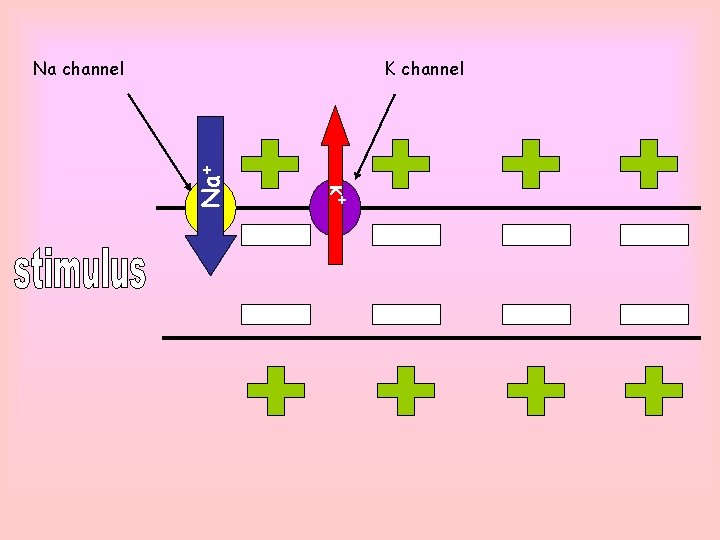 K channel K+ Na channel 