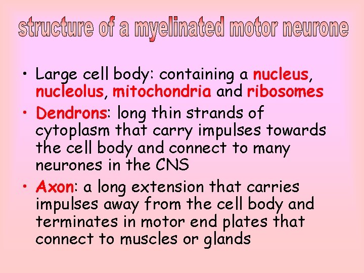  • Large cell body: containing a nucleus, nucleolus, mitochondria and ribosomes • Dendrons: