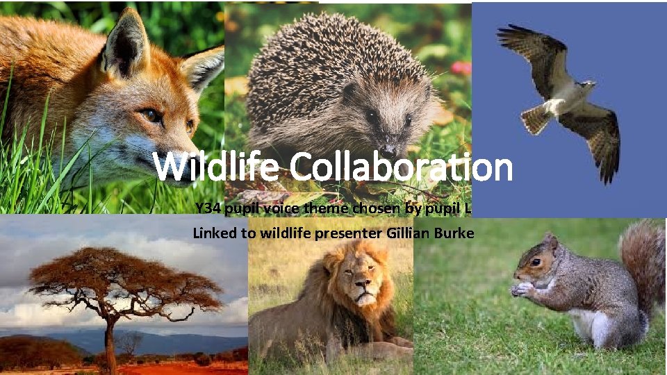 Wildlife Collaboration Y 34 pupil voice theme chosen by pupil L Linked to wildlife