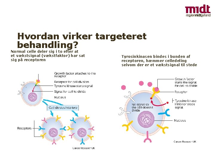 Hvordan virker targeteret behandling? Normal celle deler sig i to efter at et vækstsignal