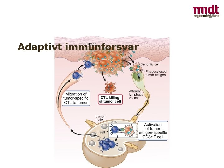 Adaptivt immunforsvar 