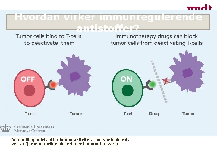 Hvordan virker immunregulerende antistoffer? Behandlingen frisætter immunaktivitet, som var blokeret, ved at fjerne naturlige