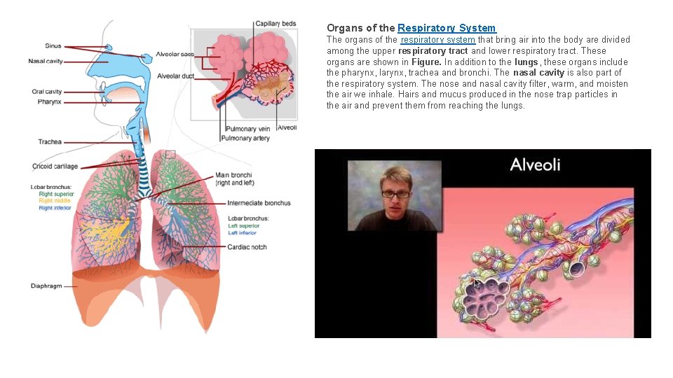 Organs of the Respiratory System The organs of the respiratory system that bring air