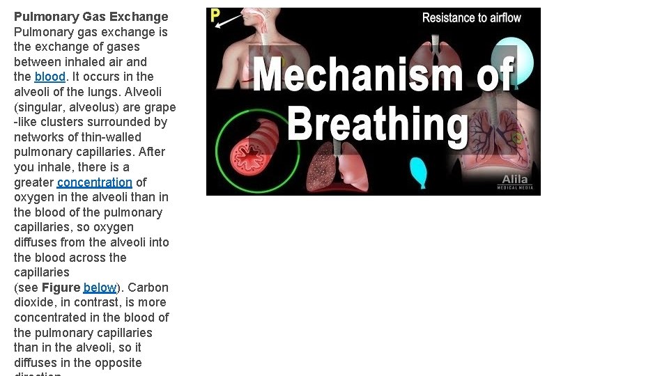 Pulmonary Gas Exchange Pulmonary gas exchange is the exchange of gases between inhaled air