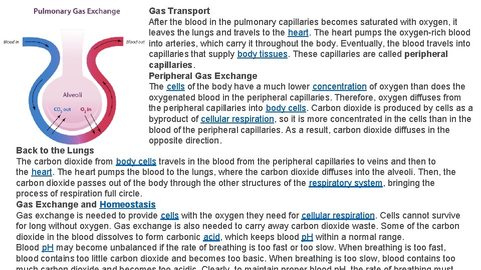 Gas Transport After the blood in the pulmonary capillaries becomes saturated with oxygen, it