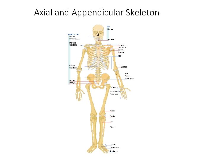 Axial and Appendicular Skeleton 