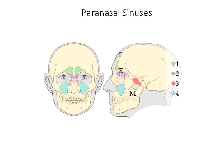 Paranasal Sinuses Paranasal Sinuses