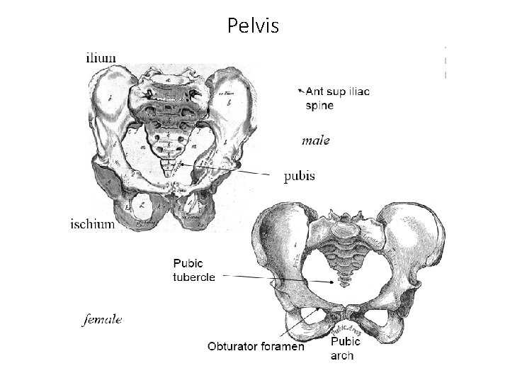 Pelvis 